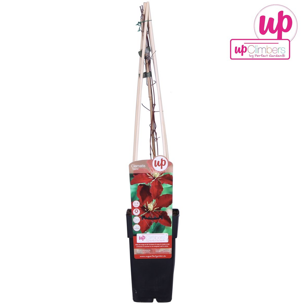 Clematis Niobe - ↨65cm - Ø15