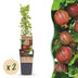 2x Gooseberry Hinnonmäki Röd (Ribes uva-crispa) - 15cm Pot Bild 1