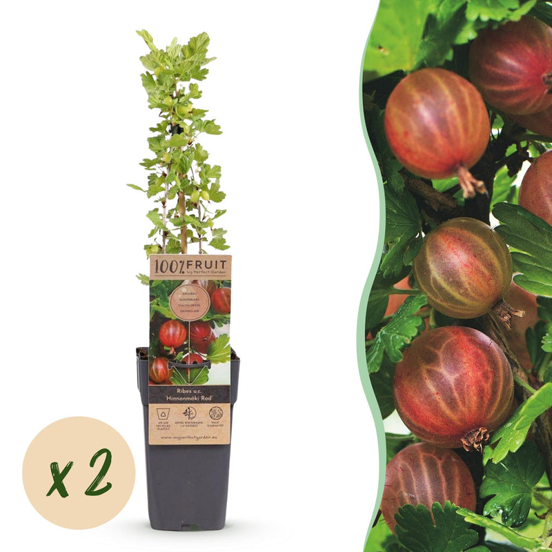 2x Gooseberry Hinnonmäki Röd (Ribes uva-crispa) - 15cm Pot