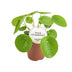 Pilea Peperomioides - Ø13cm - Aluminiumpflanze mit Silbermünz-Blättern Bild 1