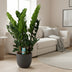 Zamioculcas Zamiifolia (ZZ-Pflanze) - Ø21cm - ↕80cm Bild 3
