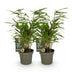 GreenboutiQ Fargesia rufa Bambus: 2 Pflanzen, Immergrün, Topf 14cm Bild 3