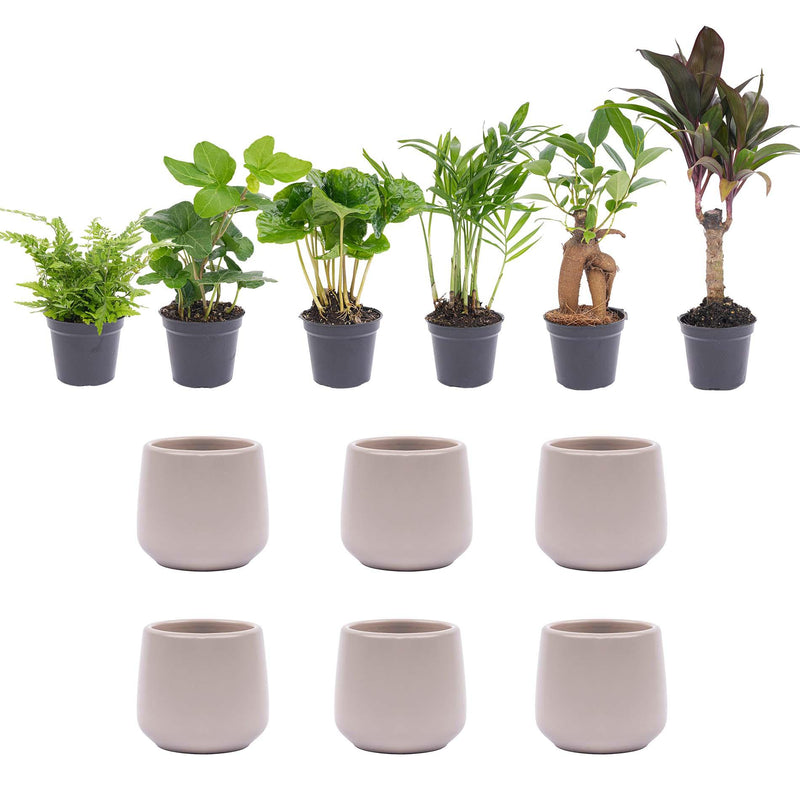 Mini-Pflanzenset: 6 Pflanzen & elegante Keramiktöpfe