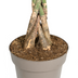 Pachira Aquatica Ø27cm - ↕130 - 150cm Bild 5