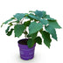Hydrangea Arborescens FlowerWOW: Winter-hardy white hydrangea, 14cm pot Bild 2