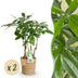 Green BoutiQ Pachira Aquatica Multi-stem Money Tree in Basket 50-55cm Bild 1
