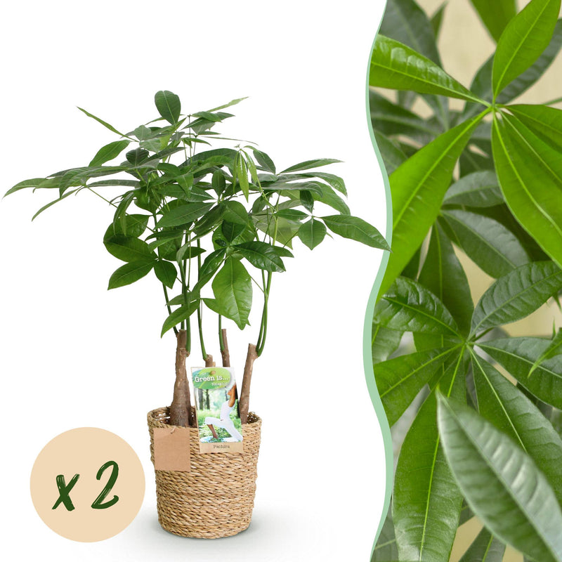 Green BoutiQ Pachira Aquatica Multi-stem Money Tree in Basket 50-55cm