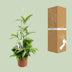 Dracaena Surculosa Ø17cm ↕55cm - Luftreinigender Dragontree Bild 4