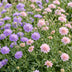 Green boutiQ - Perennial - Scabiosa Duo - Pincushion Flower - Bee and Butterfly Attractors - Purple - Pink - 24 Plants - Pot 11cm - Height 15-25cm Bild 6