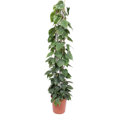 Philodendron Scandens Kletterpflanze, 160 cm, Dunkelgrün, Herzblätter
