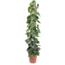 Philodendron Scandens Kletterpflanze, 160 cm, Dunkelgrün, Herzblätter Bild 1
