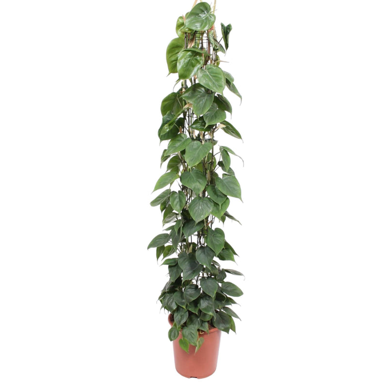 Philodendron Scandens Kletterpflanze, 160 cm, Dunkelgrün, Herzblätter