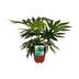 Fatsia Japonica Spiderweb im 19cm Topf, 60cm hoch – Elegante Panaschierung Bild 1