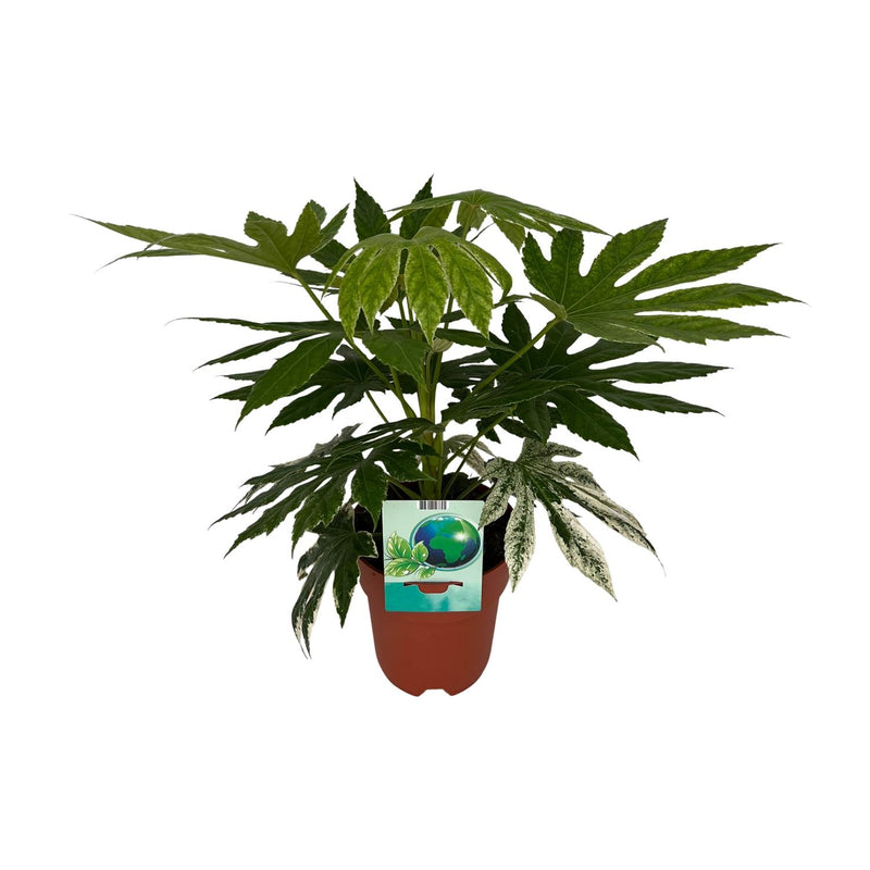 Fatsia Japonica Spiderweb im 19cm Topf, 60cm hoch – Elegante Panaschierung