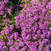 Thymus praecox 'Coccineus' groundcover, 6x, 10-25cm, Ø9cm Bild 7