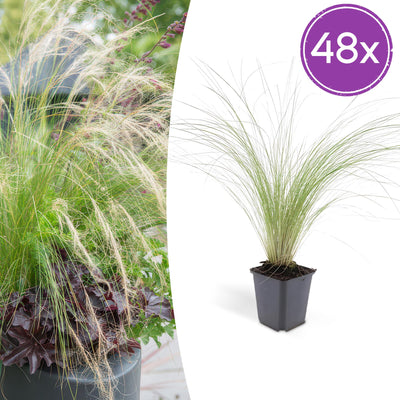 48x Stipa tenuissima 'Ponytails' - ↕10-25cm - Ø9cm
