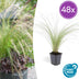 48x Stipa tenuissima 'Ponytails' - ↕10-25cm - Ø9cm Bild 1