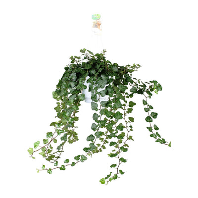 Hedera Wonder Green Efeu Kletterpflanze 70cm - Luftreinigend & Pflegeleicht