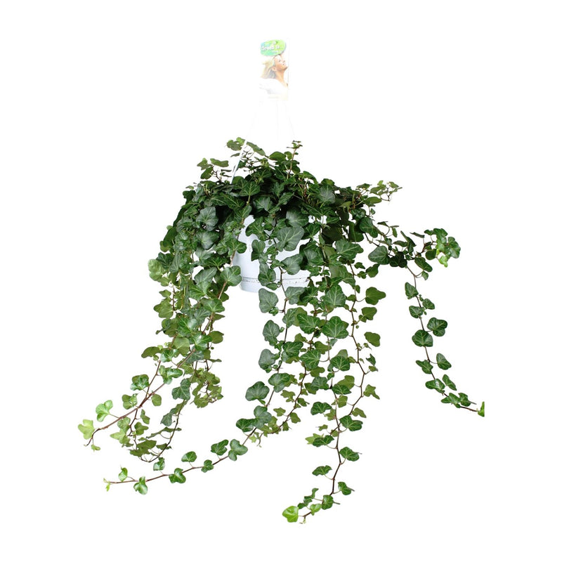 Hedera Wonder Green Efeu Kletterpflanze 70cm - Luftreinigend & Pflegeleicht