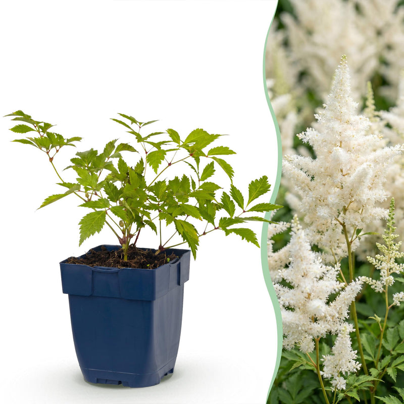 Green boutiQ - Perennial - Astilbe (J) Deutschland - Plume Spiraea - Shade - White - 12 Plants - Pot 11cm - Height 15-25cm