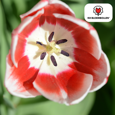 Tulip Bulbs Candy Apple Delight - 20 pieces | Red-White | KH Bloembollen
