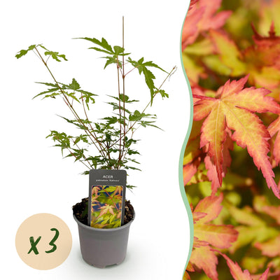 GreenboutiQ - Gartenpflanze - Acer palmatum Sangokaku - Grün - 3 Pflanzen - Blattabwerfend - Wenig Pflege - Topf 12cm Höhe 35cm