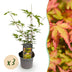 GreenboutiQ - Garden Plant - Acer palmatum Sangokaku - Green - 3 Plants - Deciduous - Low Maintenance - Pot 12cm Height 35cm Bild 1