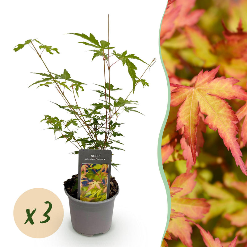 GreenboutiQ - Garden Plant - Acer palmatum Sangokaku - Green - 3 Plants - Deciduous - Low Maintenance - Pot 12cm Height 35cm