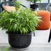 GreenboutiQ Fargesia rufa Bambus: 2 Pflanzen, Immergrün, Topf 14cm Bild 6