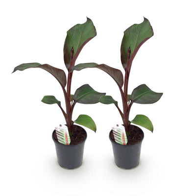 GreenboutiQ Bananenpflanze Ensete ventricosum Maurelli - 2 Pflanzen, 40cm