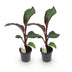 GreenboutiQ Bananenpflanze Ensete ventricosum Maurelli - 2 Pflanzen, 40cm Bild 2