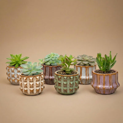 Sukkulenten-Set: 6x Mini-Pflanzen mit Keramiktöpfen, San Juan Design