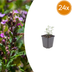 24x Teucrium lucidrys - ↕10-25cm - Ø9cm Bild 1