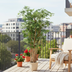 Artificial Maple 150cm: Lifelike Decoration for Indoors Bild 2