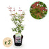 GreenboutiQ Japanischer Ahorn 'Phoenix' - 2 Pflanzen im 19cm Topf Bild 1