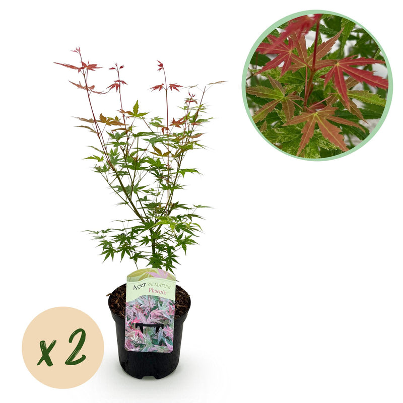 GreenboutiQ Japanischer Ahorn 'Phoenix' - 2 Pflanzen im 19cm Topf