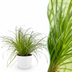 Cyperus alternifolius Zumula, Cat Grass, 12cm pot, 20cm height Bild 1