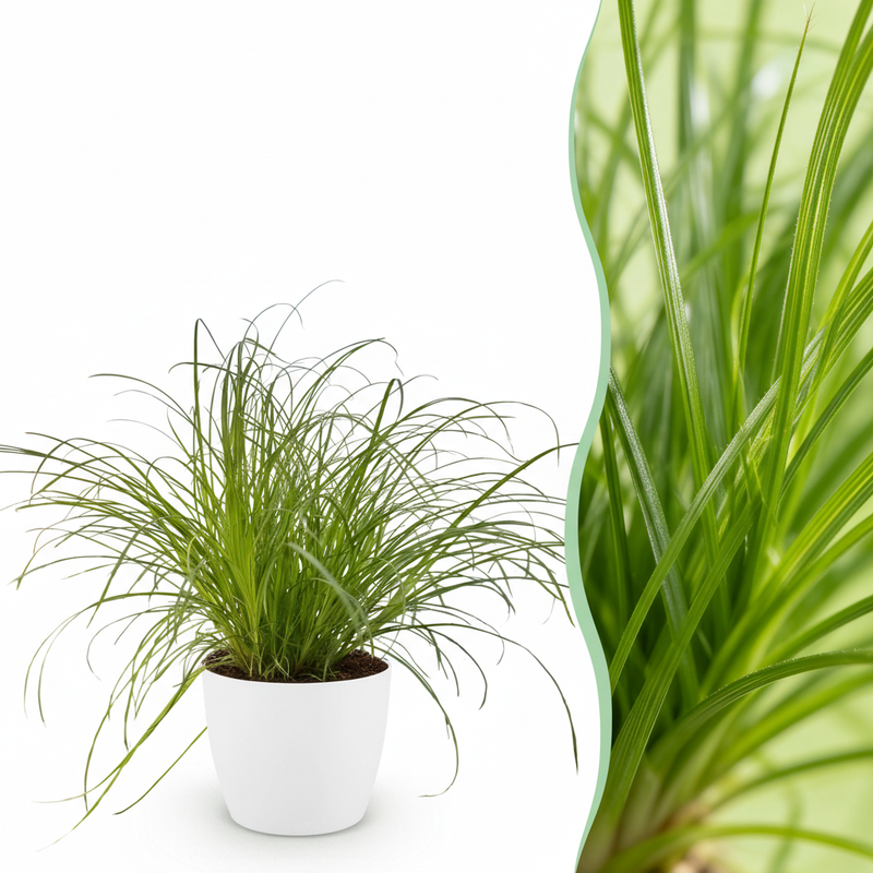 Cyperus alternifolius Zumula, Cat Grass, 12cm pot, 20cm height