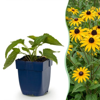 Green boutiQ - Staude - Rudbeckia fulg. Goldsturm - Gelbe Sonnenhut - Bienen- und Schmetterlingsanwerfer - Gelb - 6 Pflanzen - Topf 11cm - Höhe 15-25cm