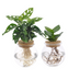 Hydroponie Duo Glas: Monstera Adansonii & Clusia – Pflegeleichtes Grün Bild 1