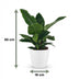 Philodendron Imperial Green Zimmerpflanze im weißen Übertopf (65cm) Bild 3
