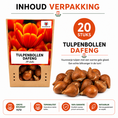 Tulpenzwiebeln Dafeng – 20 Stück | KH Bloembollen® | Orange Tulpe – Großblütig & Elegant – Für Garten oder Topf – Größe 11/12 – Frisch vom Züchter!