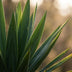 Yucca Elephantipes, 90cm, im schwarzen Bio-Topf Bild 3