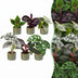 6x Baby Jungle Mix - Tropische Zimmerpflanzen für Ihr Zuhause Bild 1