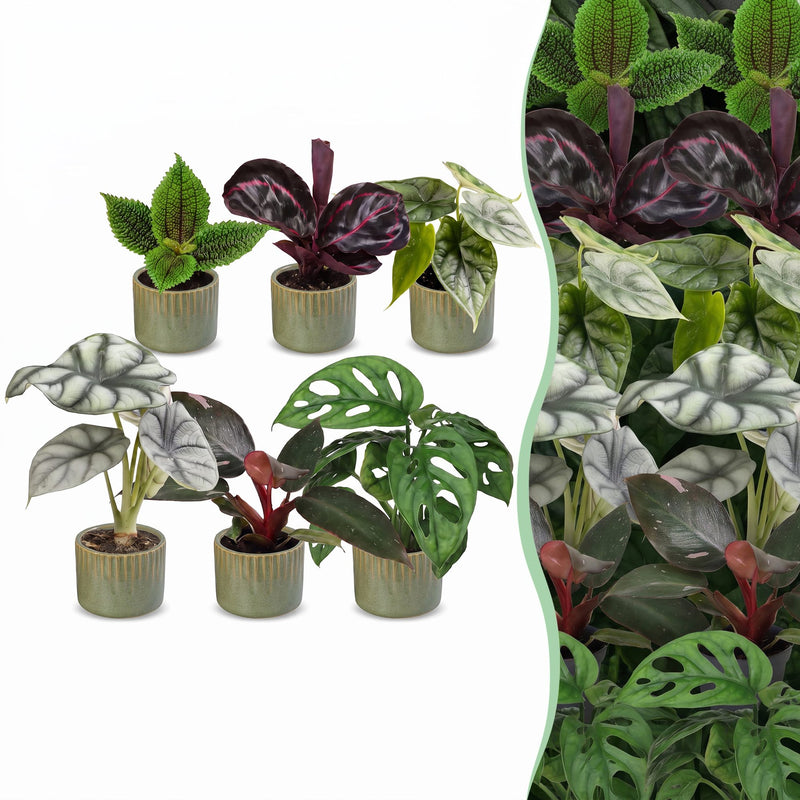 6x Baby Jungle Mix - Tropische Zimmerpflanzen für Ihr Zuhause