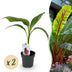 GreenboutiQ Bananenpflanze 'Red Tiger' - 2er Set, Topf 12cm, Höhe 30cm Bild 1