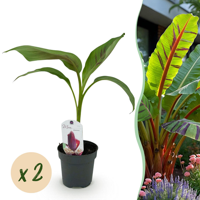 GreenboutiQ Bananenpflanze 'Red Tiger' - 2er Set, Topf 12cm, Höhe 30cm