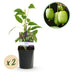 GreenboutiQ - Obstpflanze - Kiwi - Actinidia arguta Issai - Grüne Frucht - 2 Pflanzen - Topf 11cm Höhe 40cm Bild 1