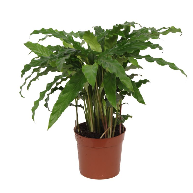 Calathea Bluegrass - 35 cm - Ø12cm - Einzigartige Blattfärbung