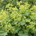 Green boutiQ - Perennials - Alchemilla mollis - Lady's Mantle - Groundcover - Yellow - 1 Plant - 11cm Pot - 15-25cm Height Bild 6
